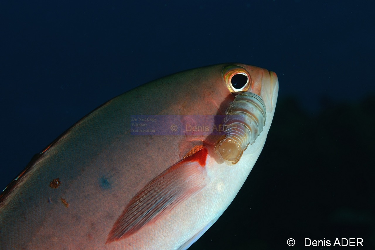 Paranthias furcifer savonnette creole  Anilocra haemuli-Bonaire 1000steps-29m-20180222-Denis-ADER-DSC_7467_tn.jpg